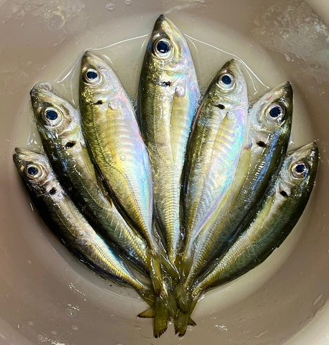 アジの釣果