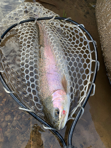 ニジマスの釣果