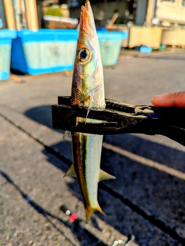 カマスの釣果