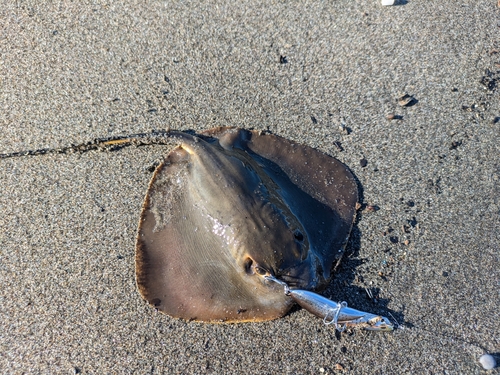 アカエイの釣果