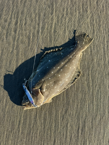 ソゲの釣果