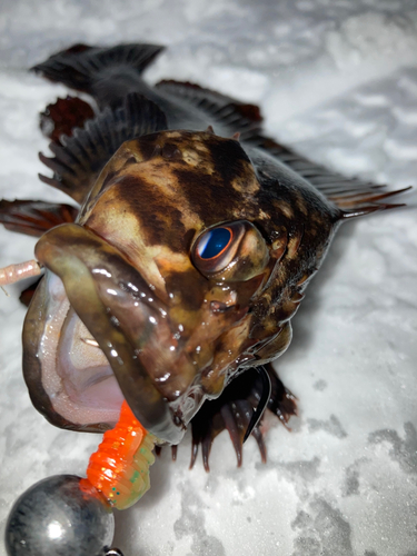 ムラソイの釣果