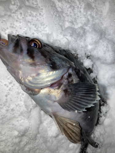 クロソイの釣果