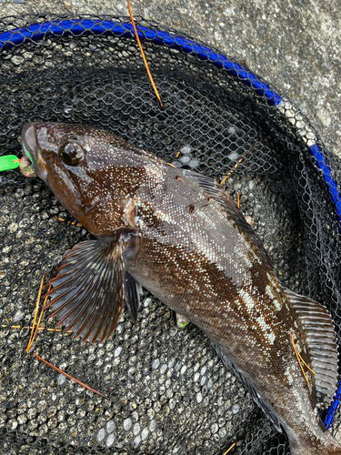 アイナメの釣果