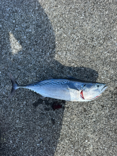 ソウダガツオの釣果