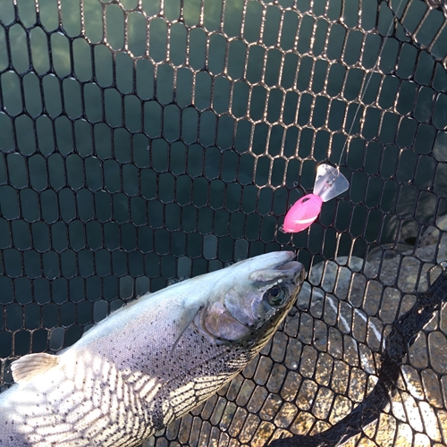 ニジマスの釣果