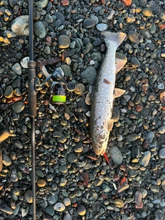 アメマスの釣果