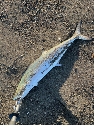 サゴシの釣果