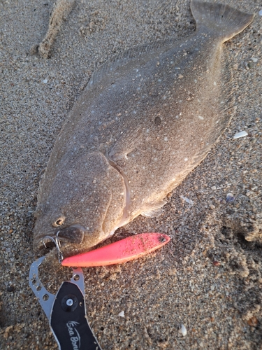 ヒラメの釣果