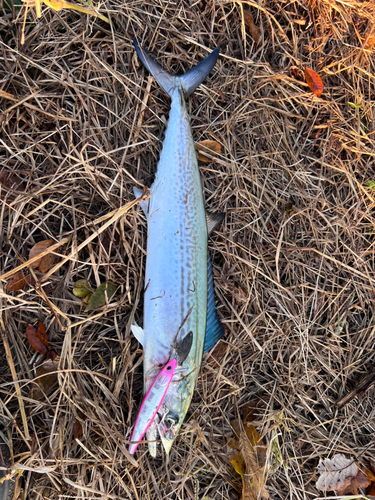 サゴシの釣果