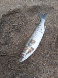 ボラの釣果