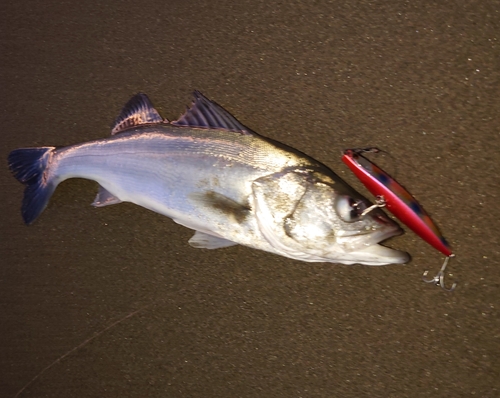 フッコ（マルスズキ）の釣果