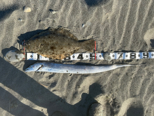 ヒラメの釣果