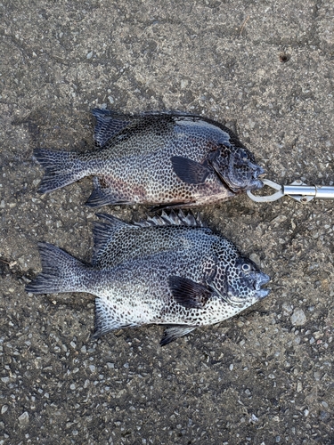 イシガキダイの釣果