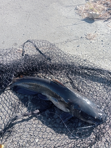 アメリカナマズの釣果