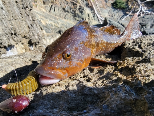 アイナメの釣果