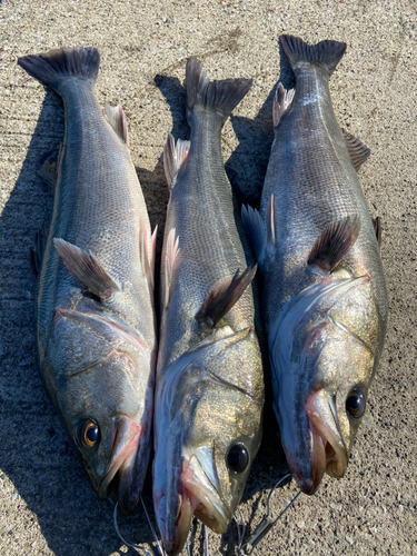 シーバスの釣果