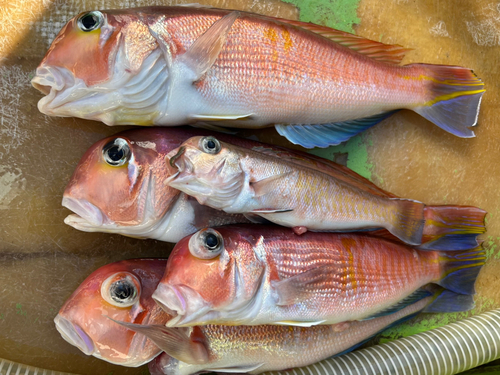 アマダイの釣果