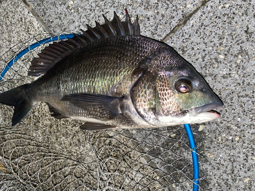 クロダイの釣果