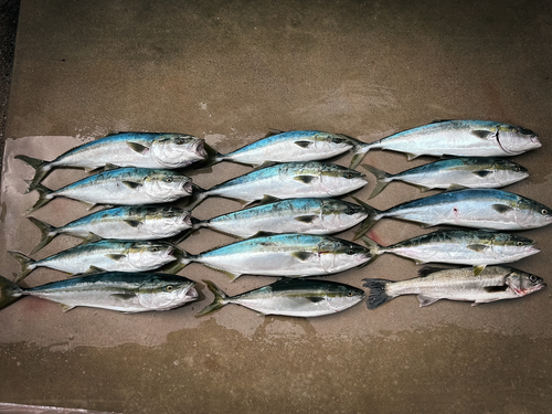 ブリの釣果