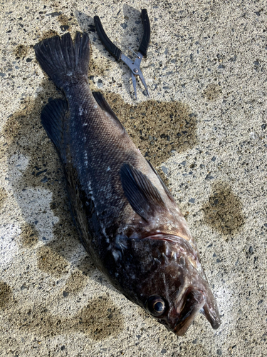 クロソイの釣果