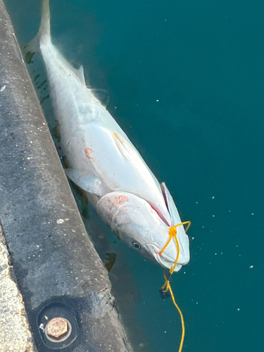 ブリの釣果