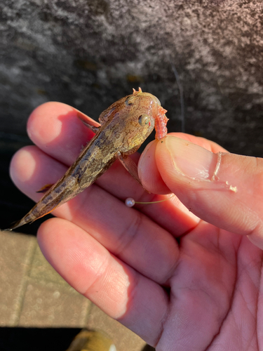 チチブの釣果