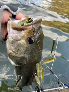 ブラックバスの釣果