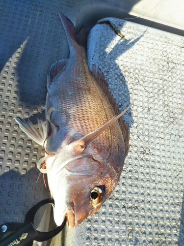 マダイの釣果