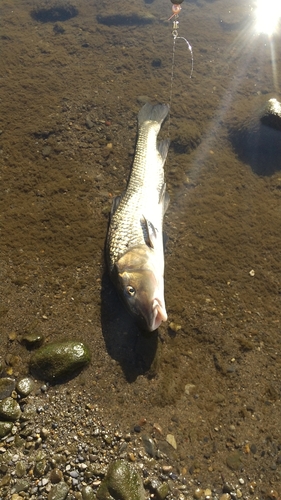 ニゴイの釣果