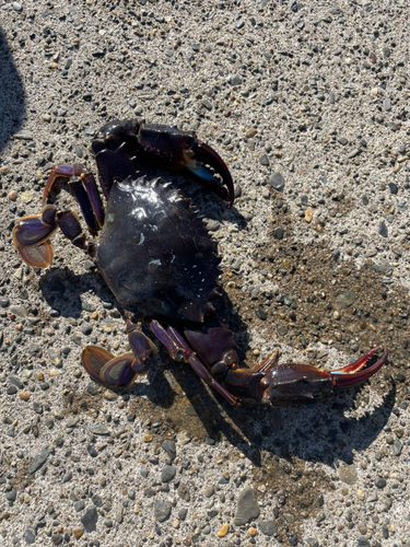 カニの釣果