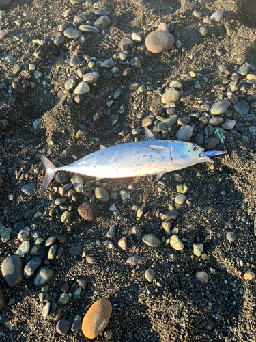 ヒラソウダの釣果