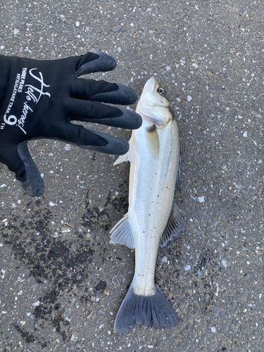 フッコ（マルスズキ）の釣果