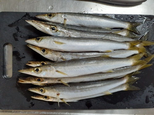 カマスの釣果