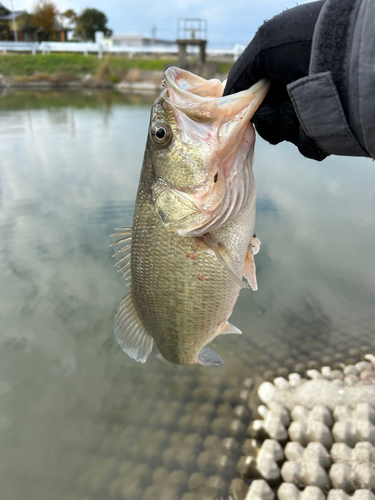 タイの釣果