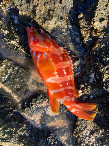 アカハタの釣果