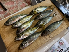 アジの釣果