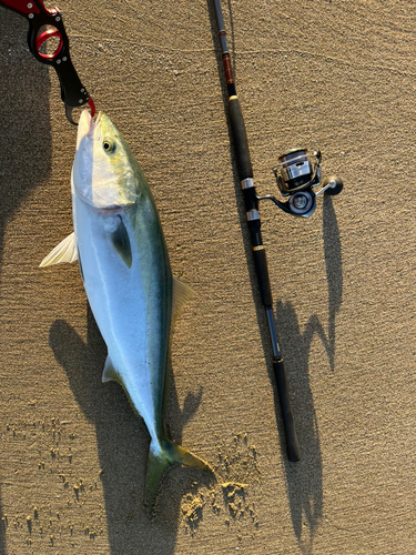 ハマチの釣果