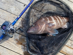 マハタの釣果