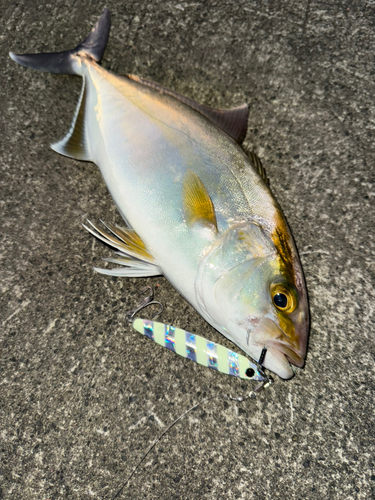 ショゴの釣果