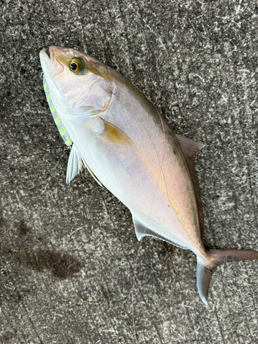 ショゴの釣果