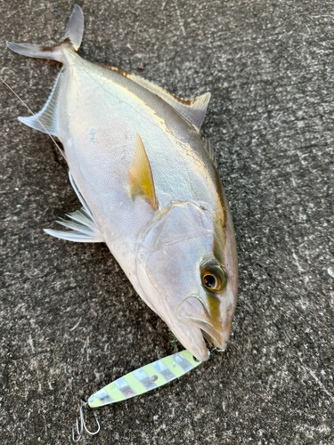 ショゴの釣果