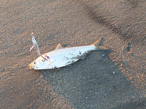 コノシロの釣果