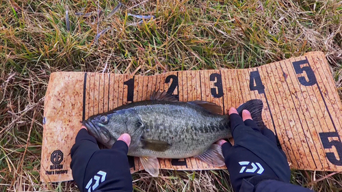 ブラックバスの釣果