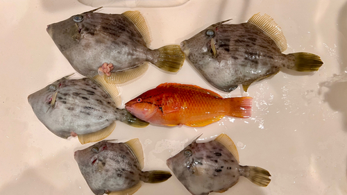 カワハギの釣果