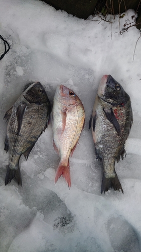 タイの釣果