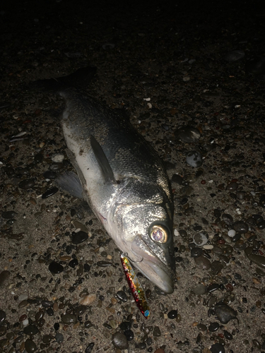 ヒラスズキの釣果