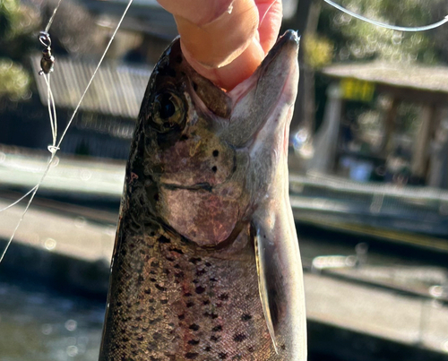 ニジマスの釣果