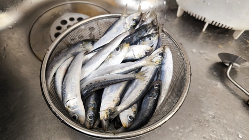 マイワシの釣果