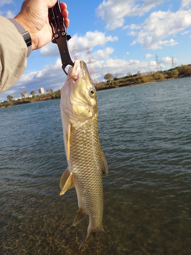 ニゴイの釣果